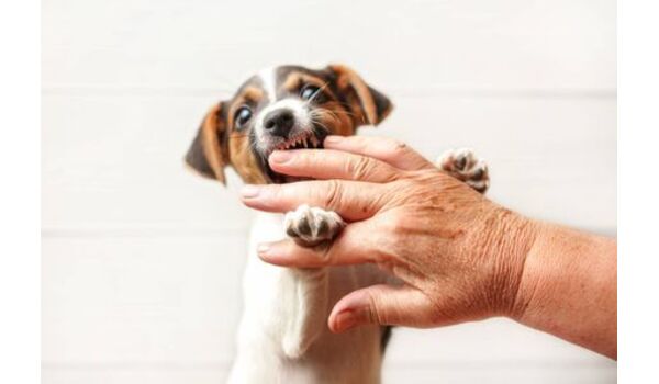 犬のしつけ教室 出張レッスン 無駄吠えの矯正レッスンを行うドッグスクール ヴィッセ 甘噛みについて