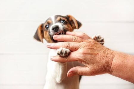 犬のしつけ出張レッスンで 楽しいドッグライフをご提案