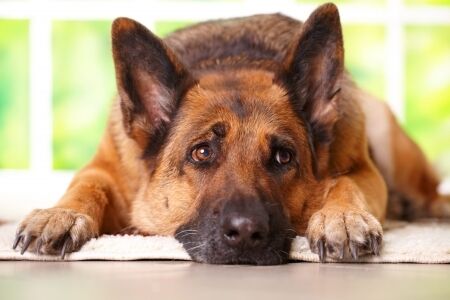 子犬のしつけ