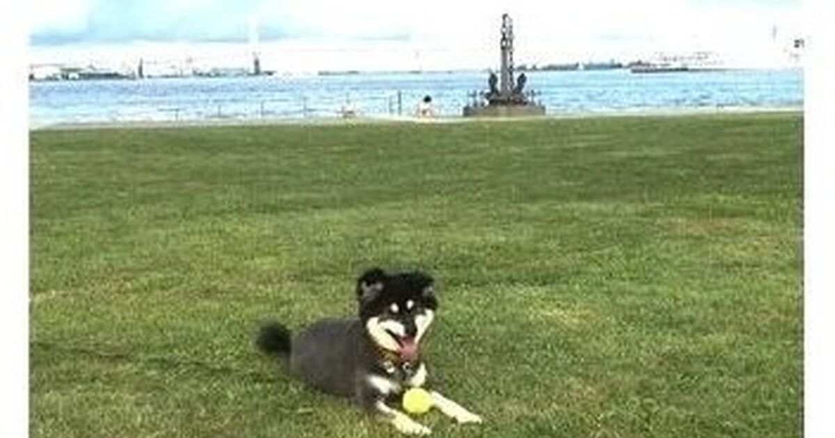 犬を叱るということ 犬のしつけ 出張レッスンで大切なことは飼い主が学ぶこと