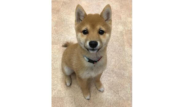 豆柴の海くん 3ヶ月です 犬のしつけ 出張レッスンで大切なことは飼い主が学ぶこと