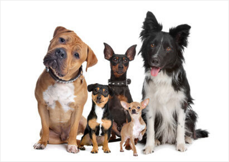 犬のしつけ出張レッスンで 楽しいドッグライフをご提案